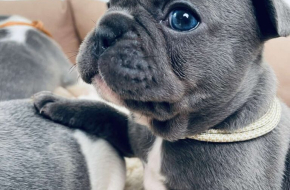 Plavi i merle egzoticni francuski buldozi