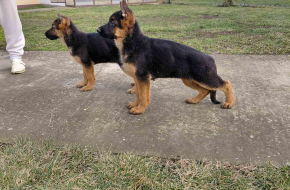 Nemački ovčar prelepi štenci