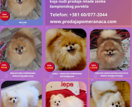 Pomeranac odgajivačnica na prodaju