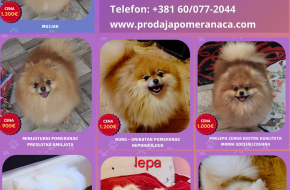 Pomeranac odgajivačnica na prodaju