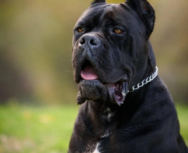Cane Corso mužjak na prodaju