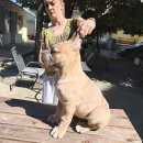 Cane Corso Kane Korso prelepi formentino štenci