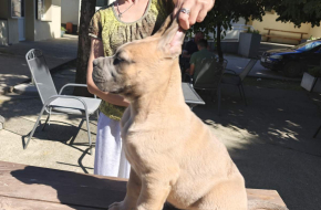Cane Corso Kane Korso prelepi formentino štenci