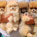 Najlepsi Pomeranci Boo
