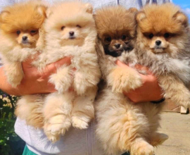 Najlepsi Pomeranci Boo
