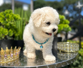 Bichon Frise štenci