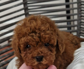Pudle toy I teacup