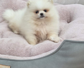 Teddy bear pomeranci, dve sestre