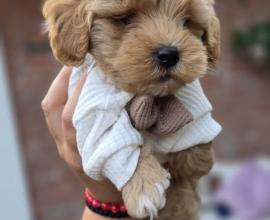 Maltipoo bebe