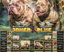 American Bully Ženka je stara 15 meseci