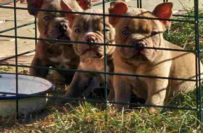 American Bully pocket i egzotic u lilac i coko boji