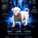 American bully štenci – vrhunski kvalitet