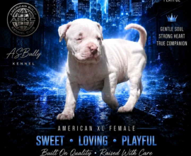 American bully štenci – vrhunski kvalitet