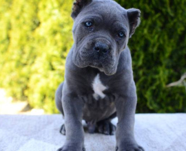 Cane Corso, ženka i mužjak