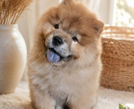 Predivan Chow Chow mužjak, star 3 meseca