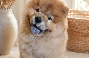 Predivan Chow Chow mužjak, star 3 meseca