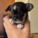 Čivava štene prelepa Civava Chihuahua apple head