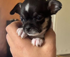 Čivava štene prelepa Civava Chihuahua apple head