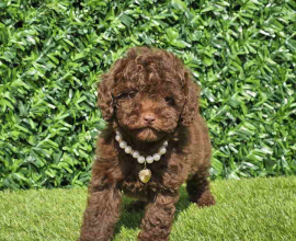 Cokoladne toy pudle