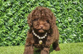 Cokoladne toy pudle
