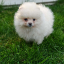 Pomeranski spic
