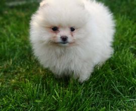Pomeranski spic