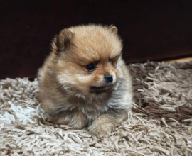 Štenci pomeranskog špica prelepog krzna