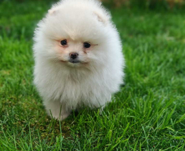 Pomeranski spic