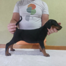 Vrhunski Doberman štenci 6 nedelja stari
