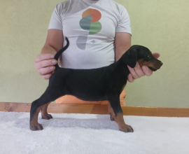 Vrhunski Doberman štenci 6 nedelja stari