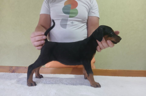 Vrhunski Doberman štenci 6 nedelja stari