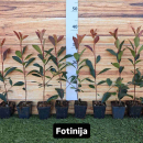 Fotinija – Crvena živa ograda
