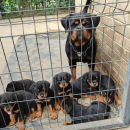 Prelepa štenad Rotvajlera, 2 meseca starosti