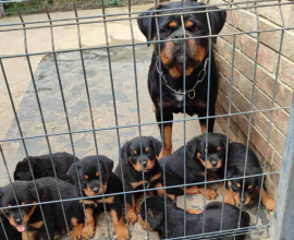 Prelepa štenad Rotvajlera, 2 meseca starosti