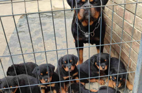 Prelepa štenad Rotvajlera, 2 meseca starosti