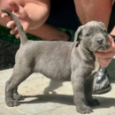 Cane Corso štenci