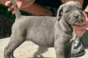 Cane Corso štenci