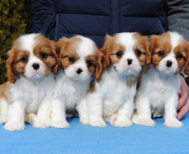 Dostupni štenci Cavalier King Charles spanijela