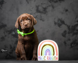 Crni i braon mužjak Labrador retrivera