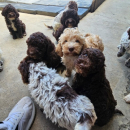 Lagotto Romagnolo štenci