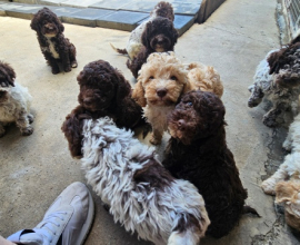 Lagotto Romagnolo štenci