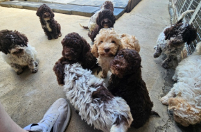 Lagotto Romagnolo štenci
