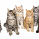 Maine Coon macici vrhunskog porekla