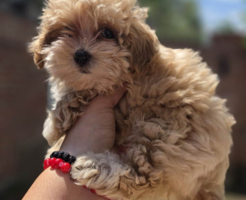 Maltipoo bebe