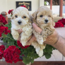 Savrseni maltipoo bebani spremni su za preuzimanje
