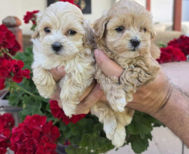 Savrseni maltipoo bebani spremni su za preuzimanje