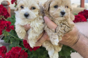 Savrseni maltipoo bebani spremni su za preuzimanje