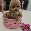 Preslatki maleni MALTIPOO stenci