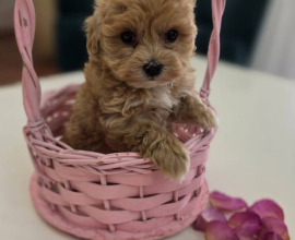 Preslatki maleni MALTIPOO stenci