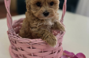 Preslatki maleni MALTIPOO stenci
